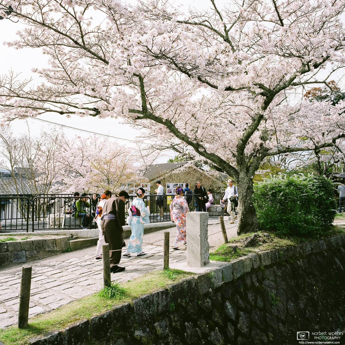 A walk along the Philosopher's Path in eastern Kyoto, Japan, during Cherry Blossom Season. © 2016 Norbert Woehnl Photography.