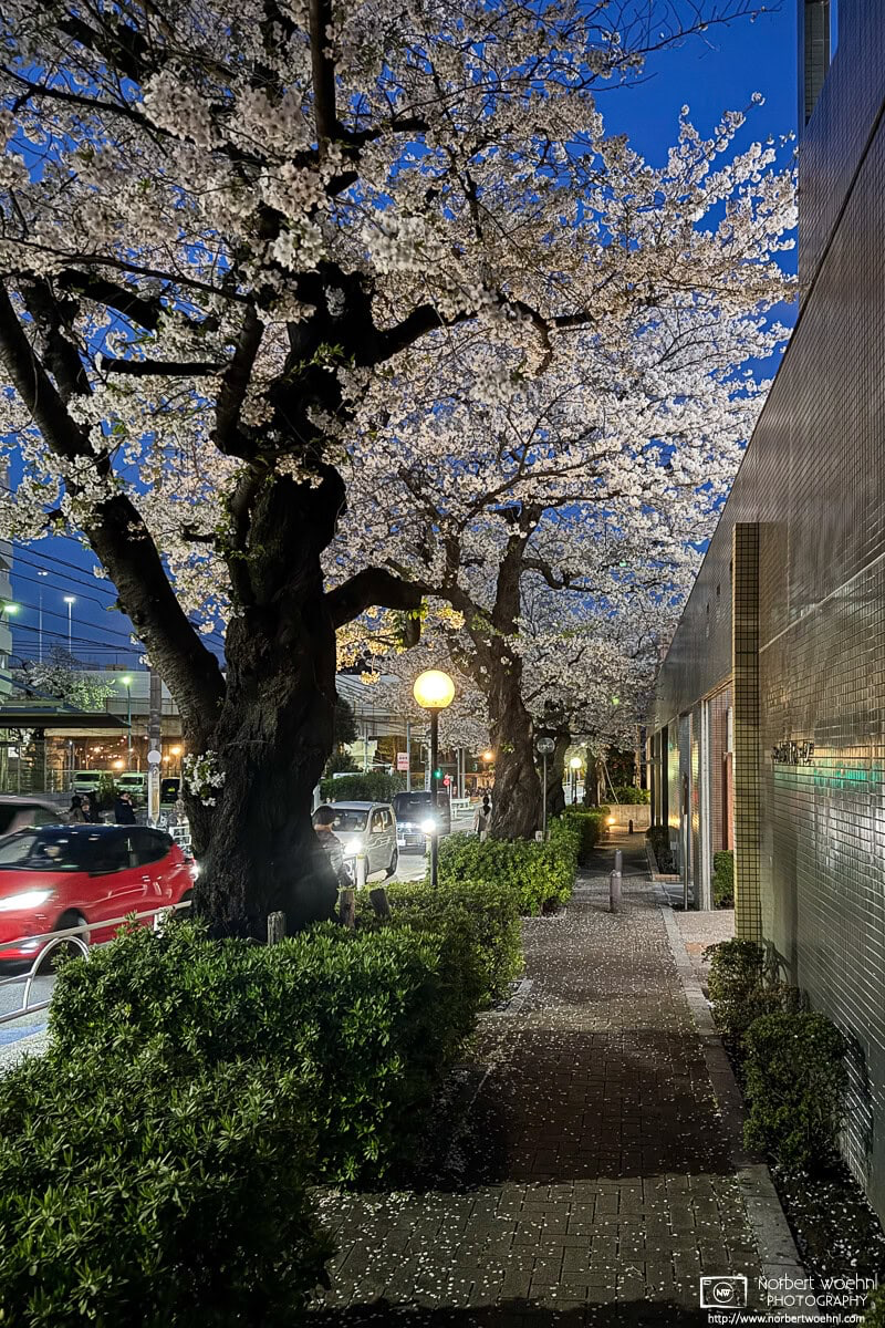 Nighttime cherry blossoms in the Maenocho district of Itabashi Ward in Tokyo, Japan. © 2025 Norbert Woehnl Photography.