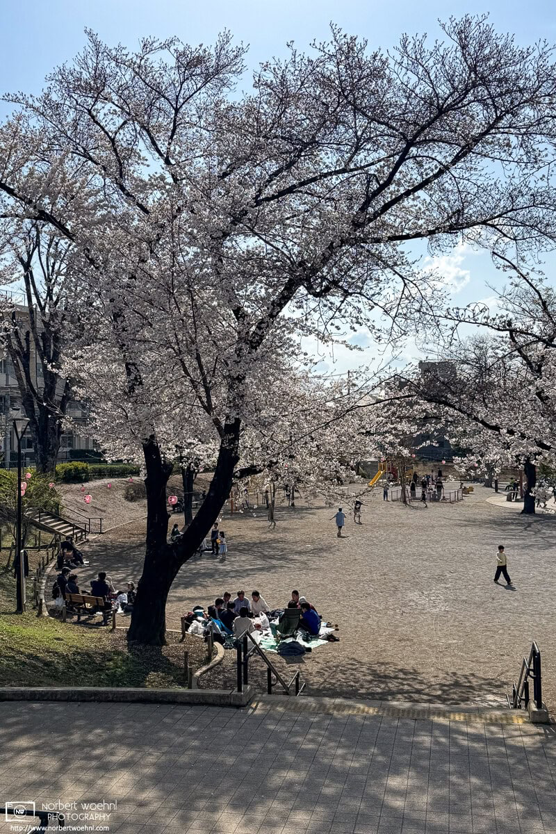 Urban cherry blossoms in the Maenocho district of Itabashi Ward in Tokyo, Japan. © 2025 Norbert Woehnl Photography.