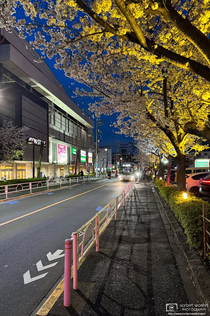 Nighttime cherry blossoms in the Maenocho district of Itabashi Ward in Tokyo, Japan. © 2025 Norbert Woehnl Photography.