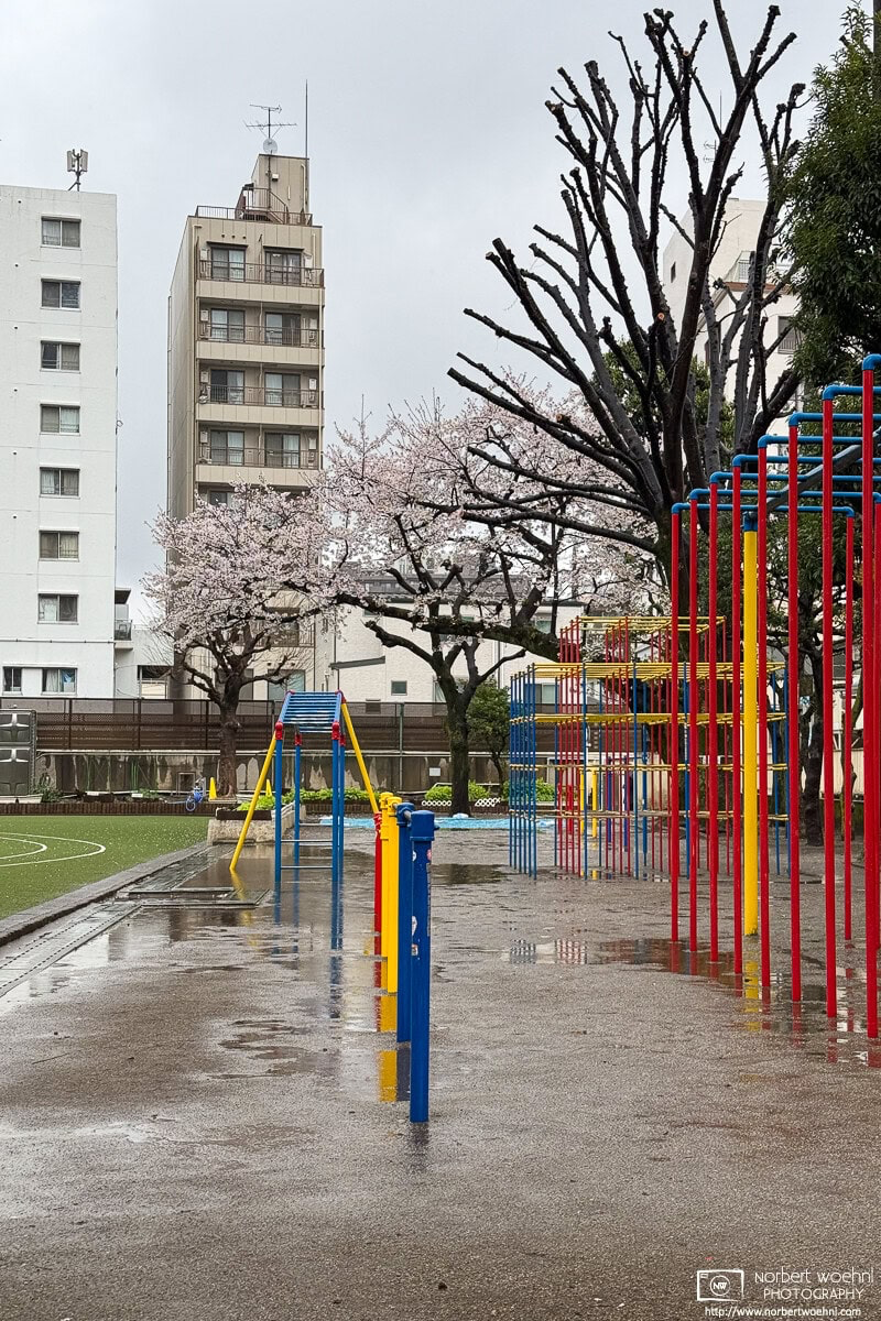 Urban cherry blossoms on a rainy day in the Shimura district of Itabashi Ward in Tokyo, Japan. © 2025 Norbert Woehnl Photography.