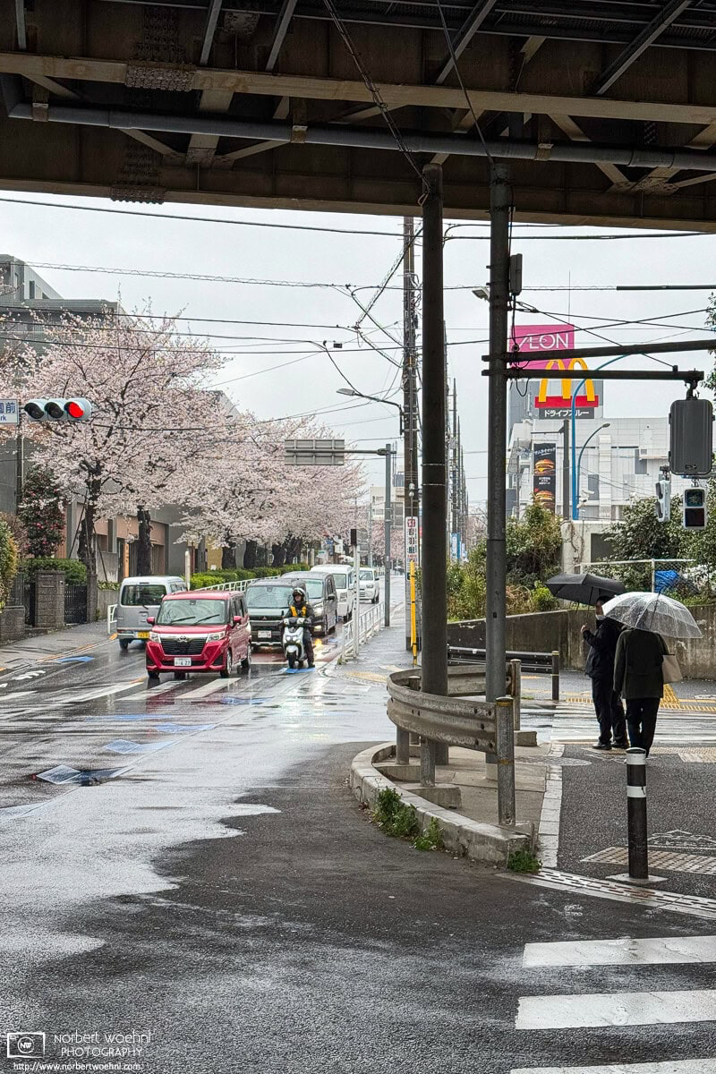 Urban cherry blossoms on a rainy day in the Maenocho district of Itabashi Ward in Tokyo, Japan. © 2025 Norbert Woehnl Photography.
